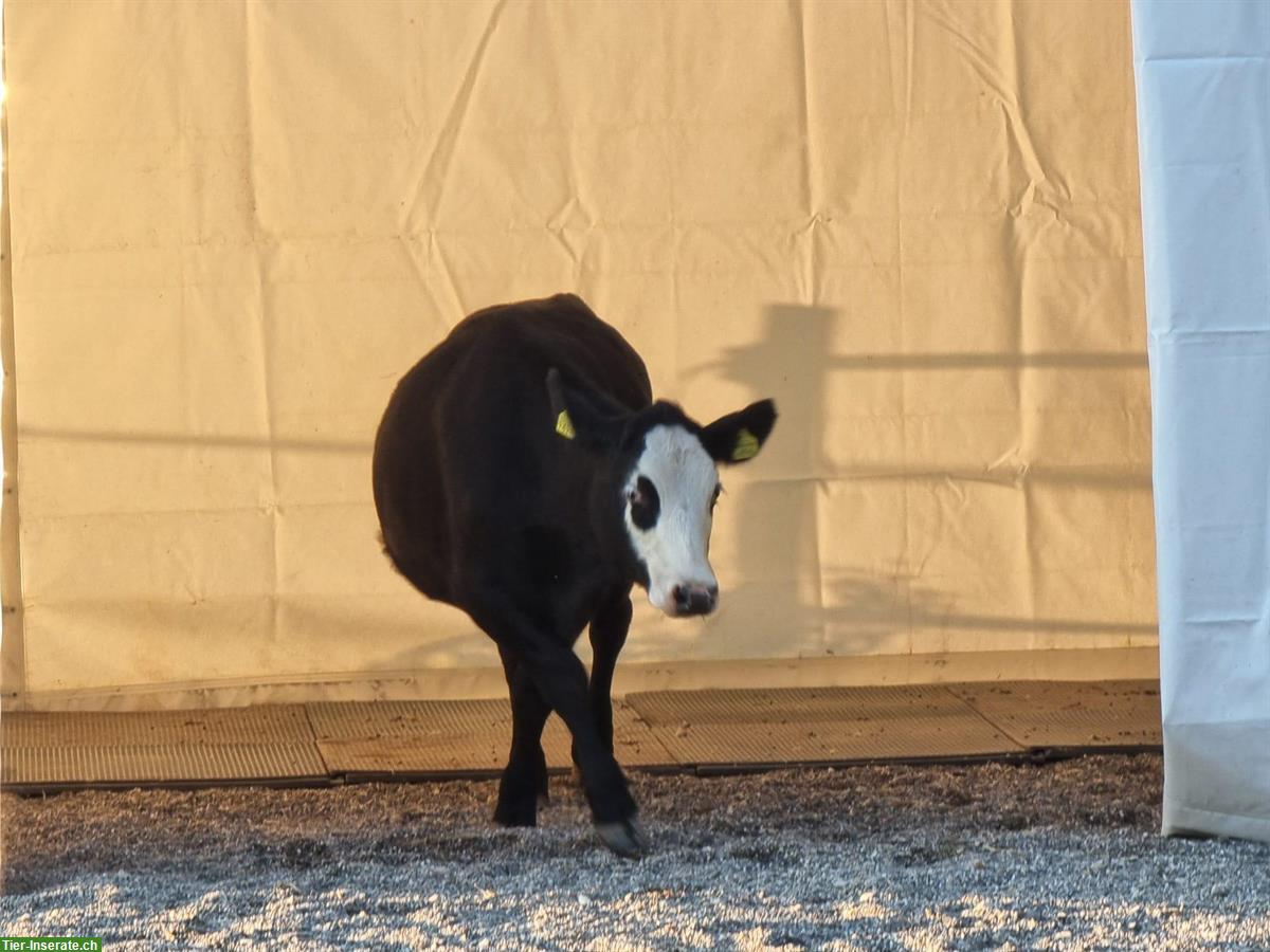 Bild 2: Mini-Lebenshof sucht tierliebe Unterstützung