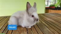 Löwenköpfchen Zwergkaninchen Jungtiere abzugeben