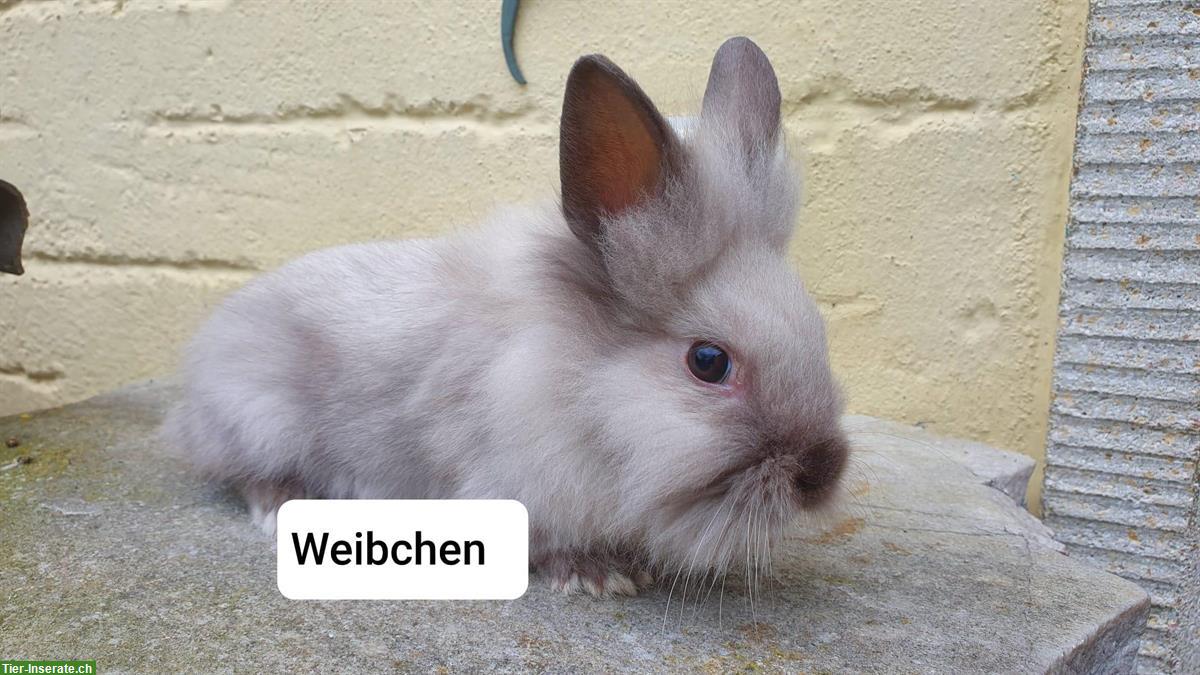 Bild 2: Löwenköpfchen Zwergkaninchen Jungtiere abzugeben