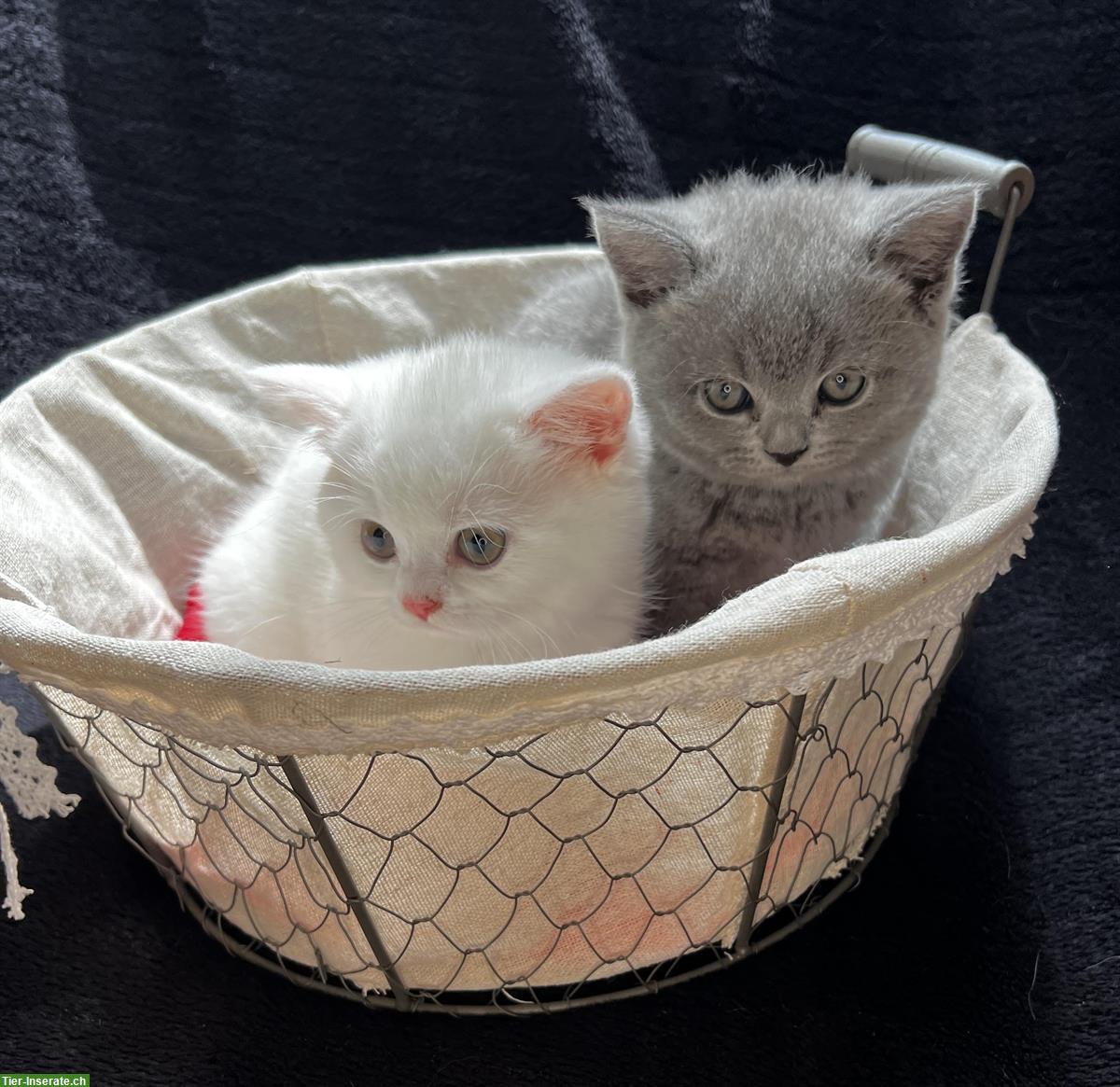 Reinrassige BKH Kitten in Blau und White