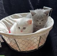 Reinrassige BKH Kitten in Blau und White