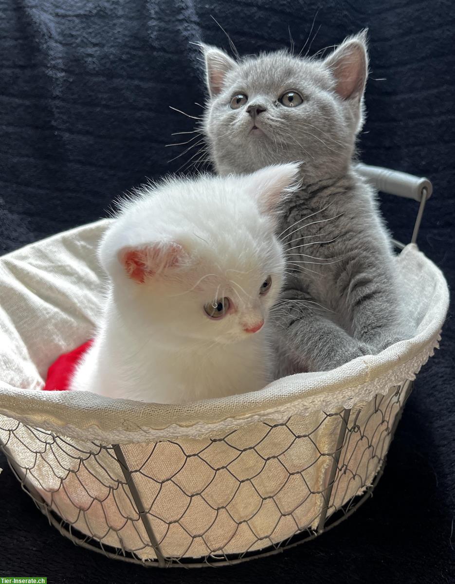 Bild 2: Reinrassige BKH Kitten in Blau und White