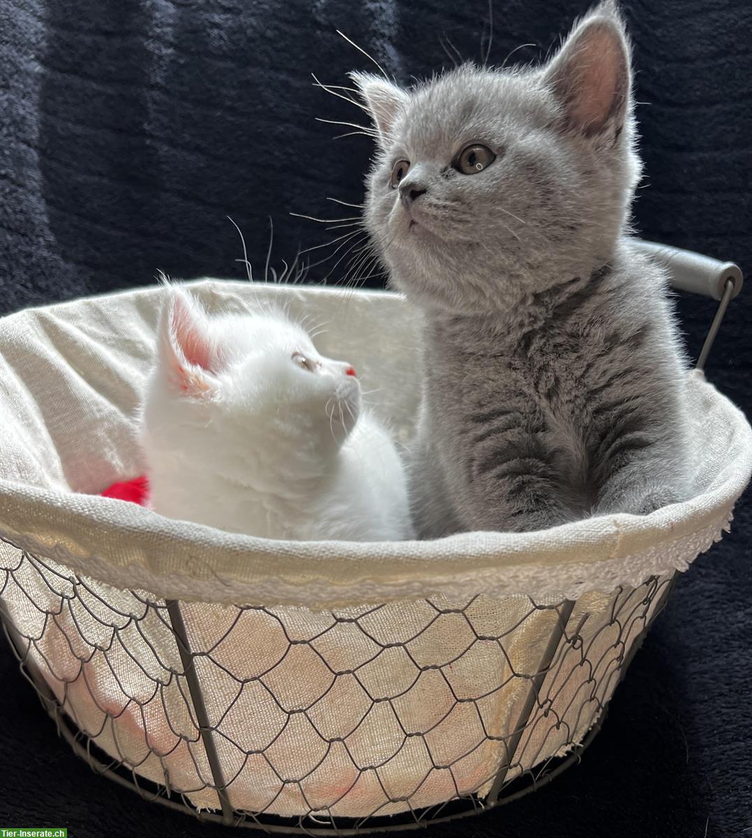 Bild 3: Reinrassige BKH Kitten in Blau und White