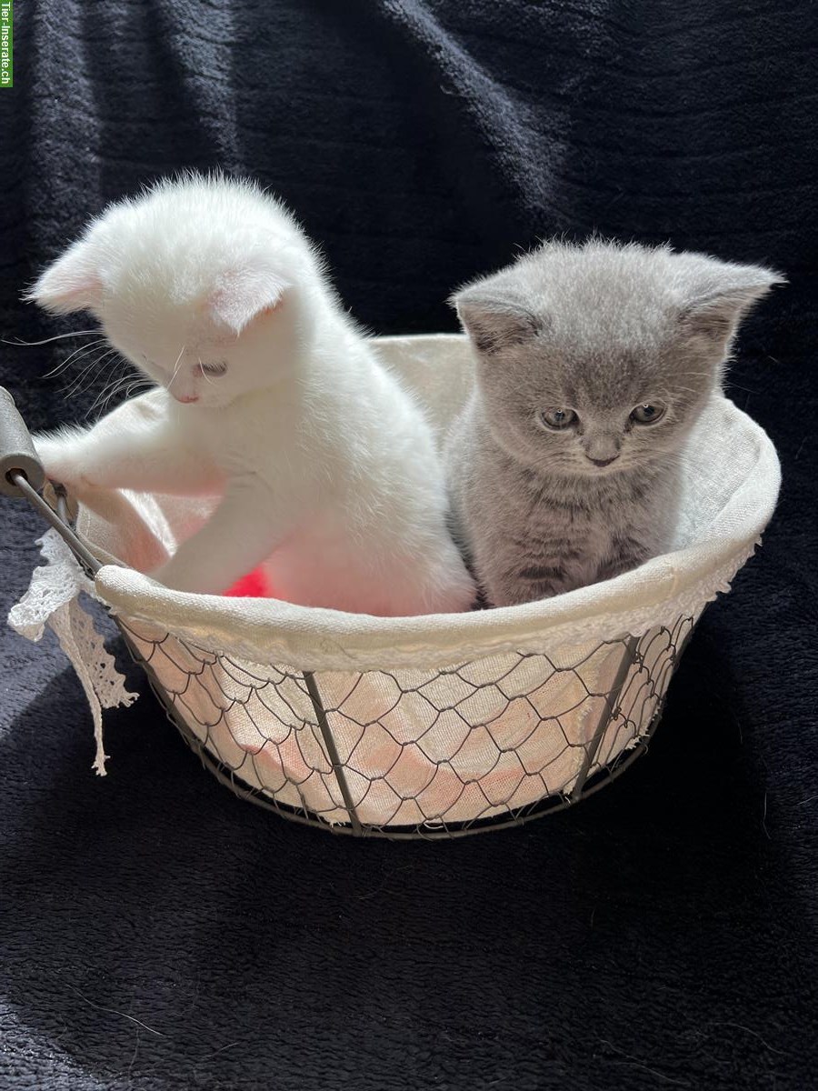 Bild 4: Reinrassige BKH Kitten in Blau und White