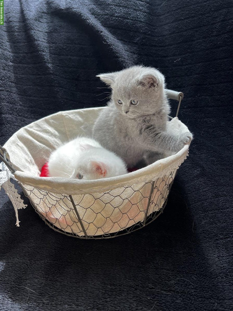 Bild 5: Reinrassige BKH Kitten in Blau und White