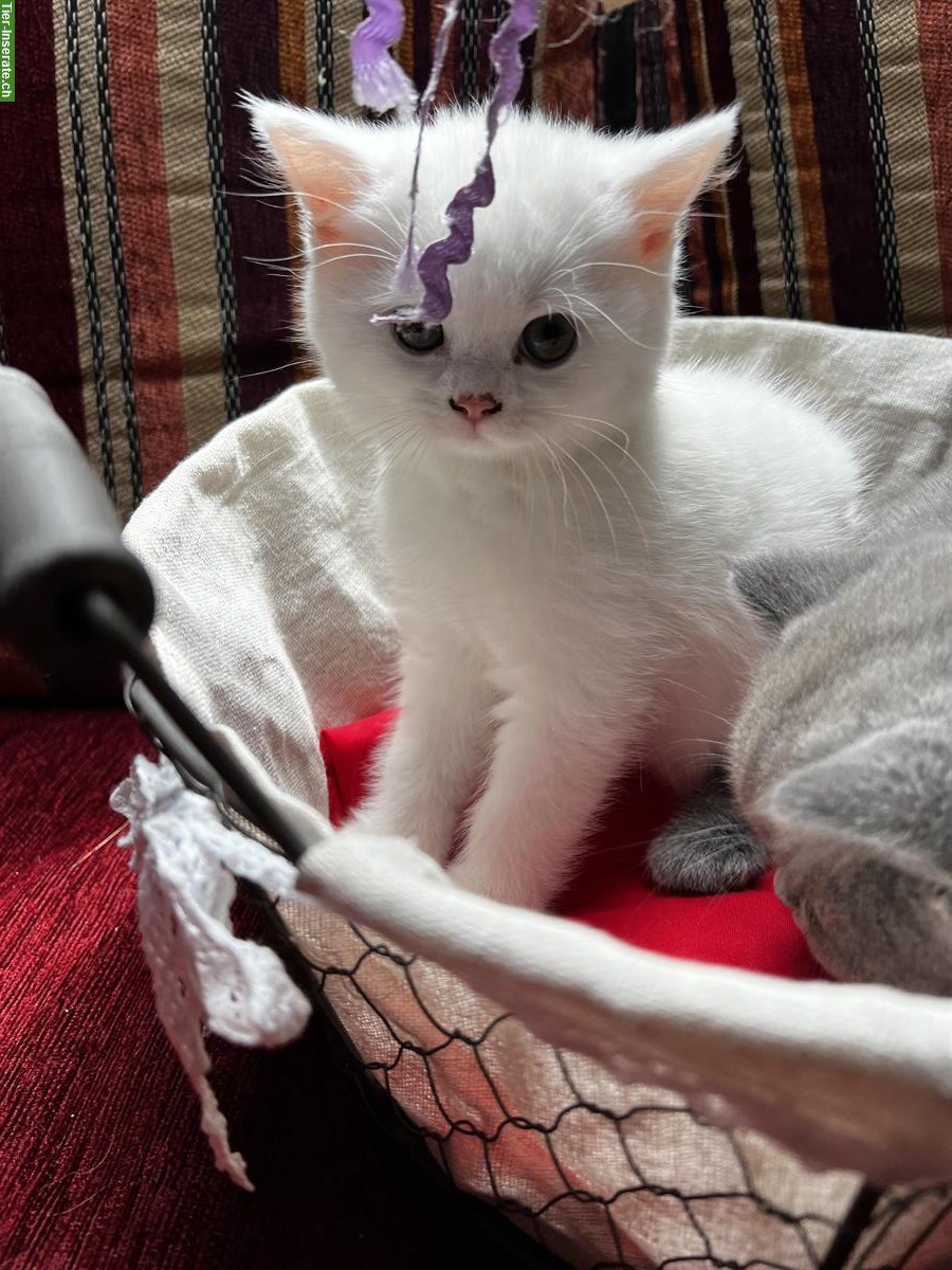 Bild 6: Reinrassige BKH Kitten in Blau und White