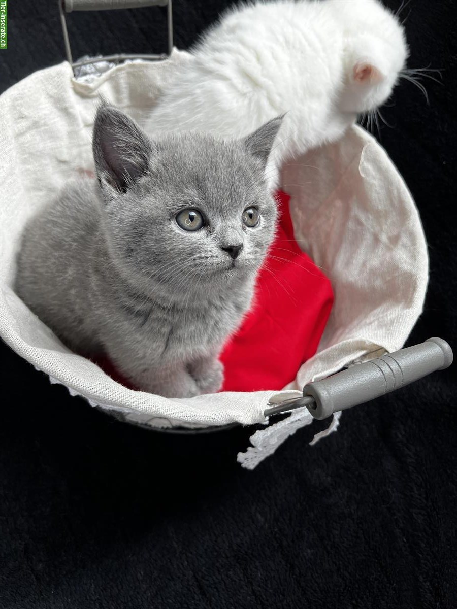 Bild 7: Reinrassige BKH Kitten in Blau und White