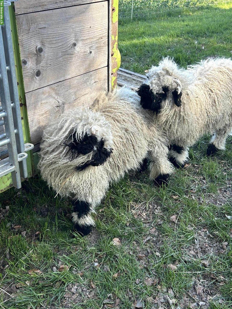 Bild 2: Junge Walliser Schwarznasenschafe zu verkaufen