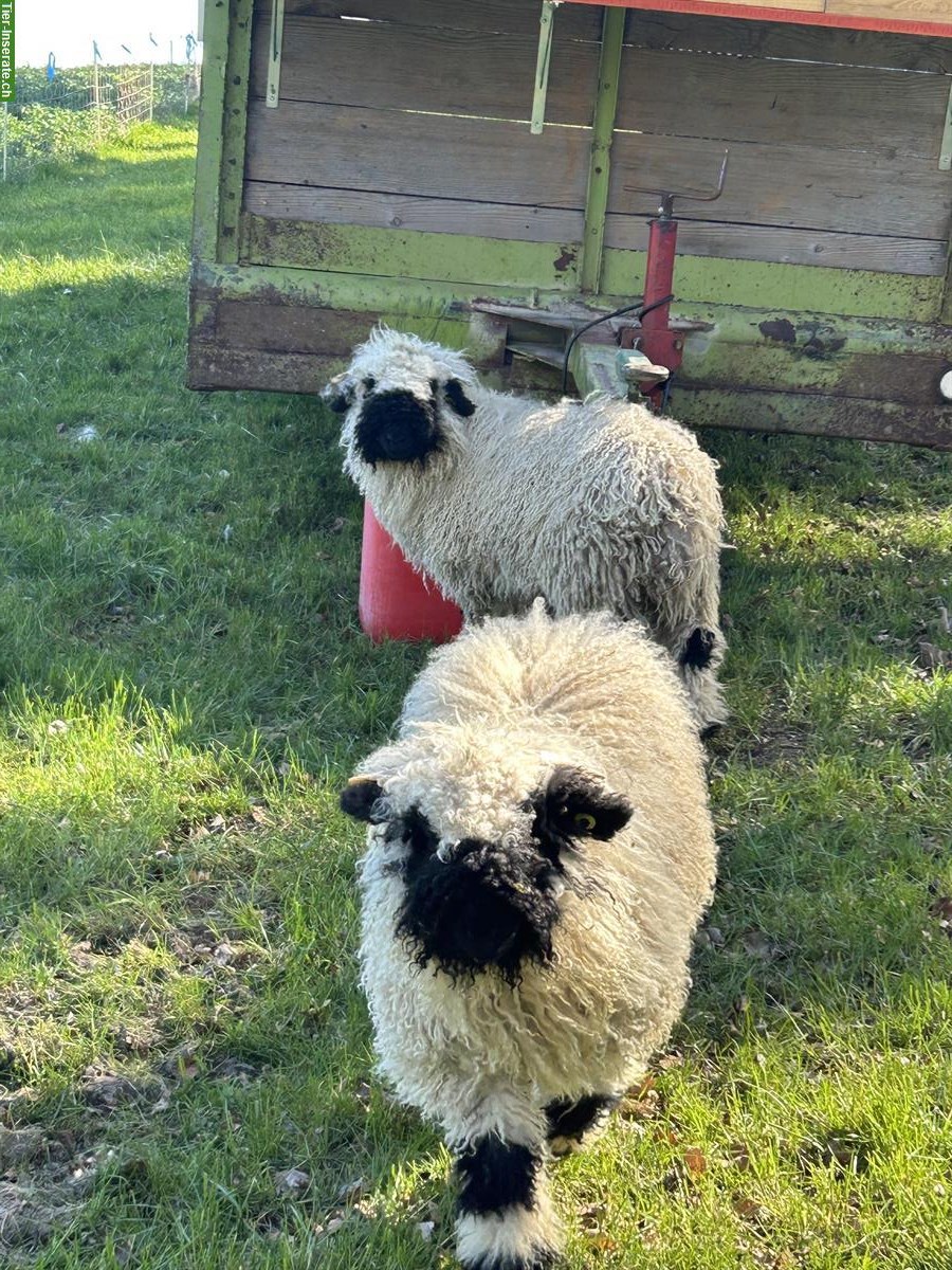 Bild 3: Junge Walliser Schwarznasenschafe zu verkaufen