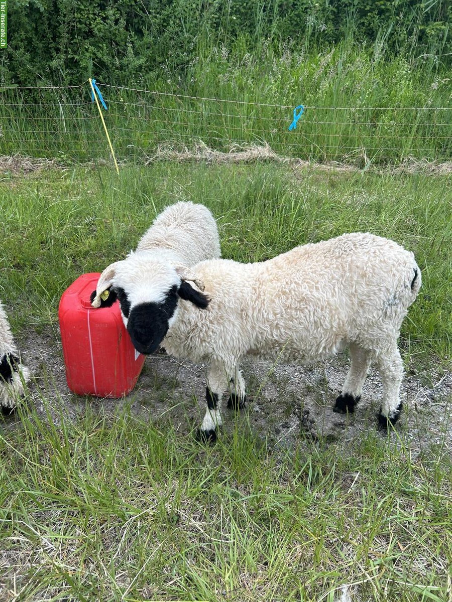 Bild 4: Junge Walliser Schwarznasenschafe zu verkaufen