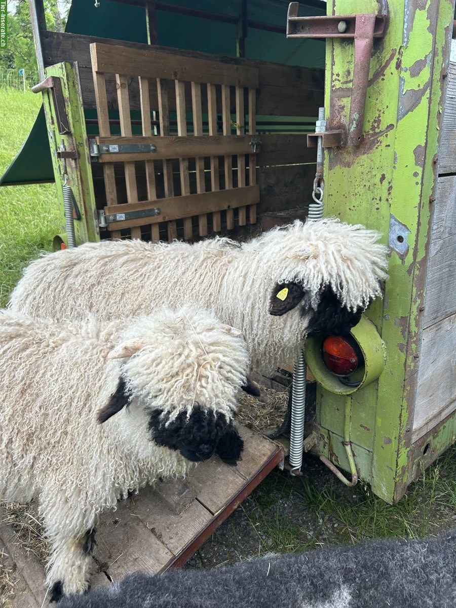 Bild 5: Junge Walliser Schwarznasenschafe zu verkaufen