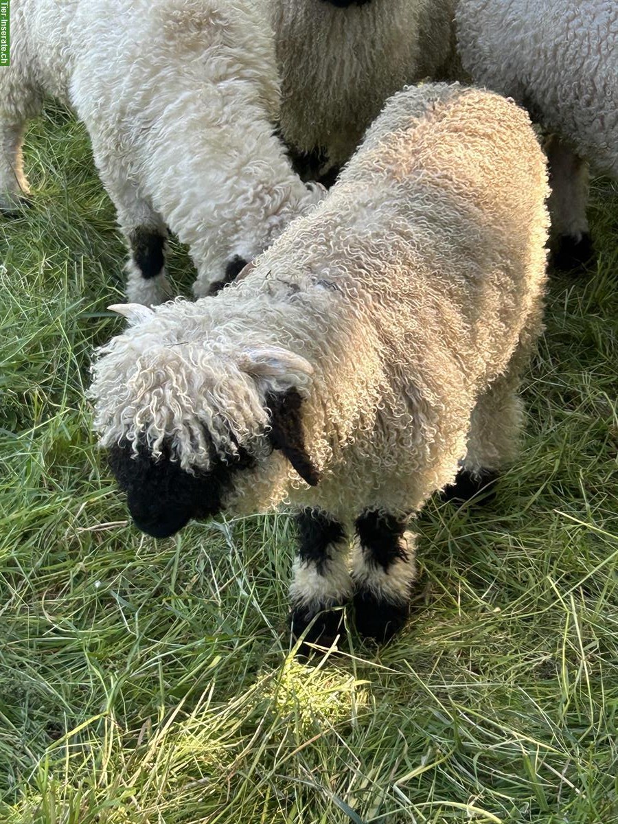 Bild 6: Junge Walliser Schwarznasenschafe zu verkaufen