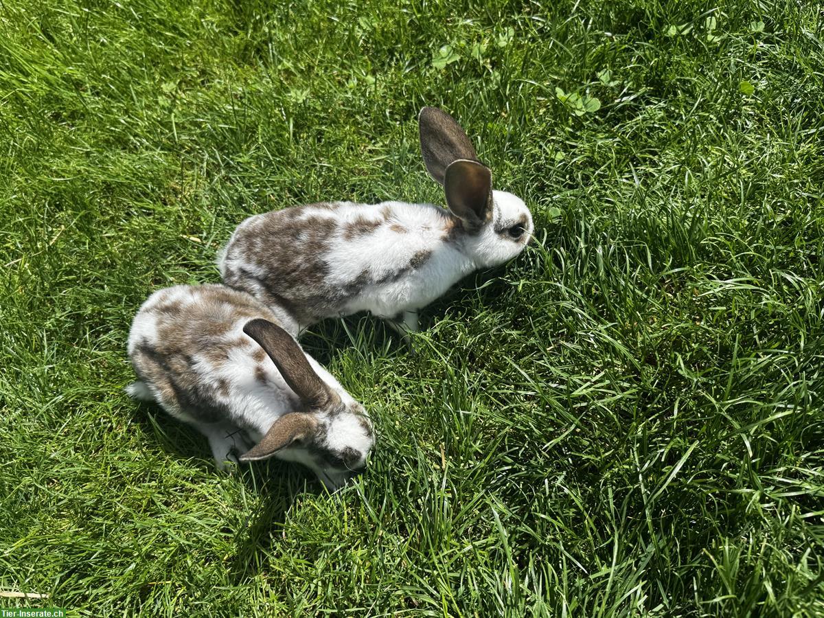 Junge süsse Kaninchen abzugeben