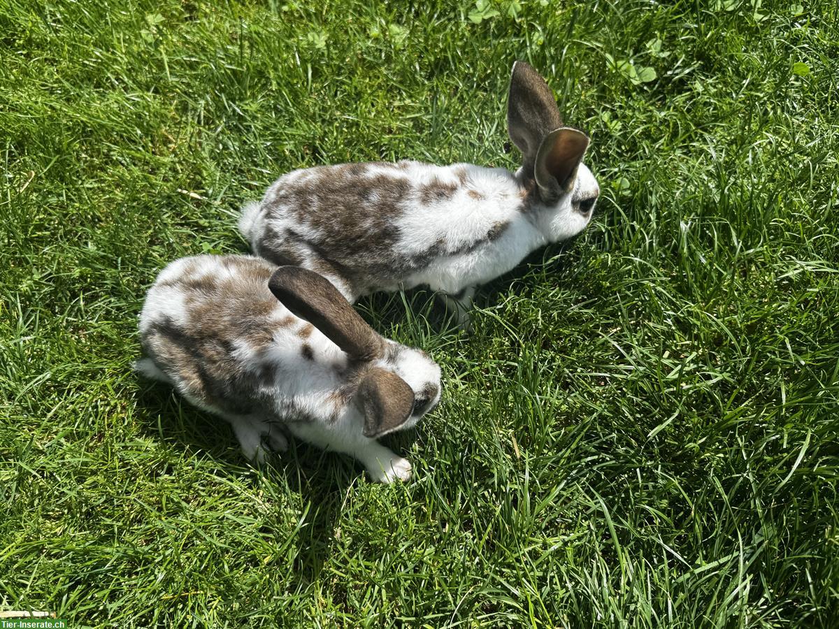 Bild 2: Junge süsse Kaninchen abzugeben
