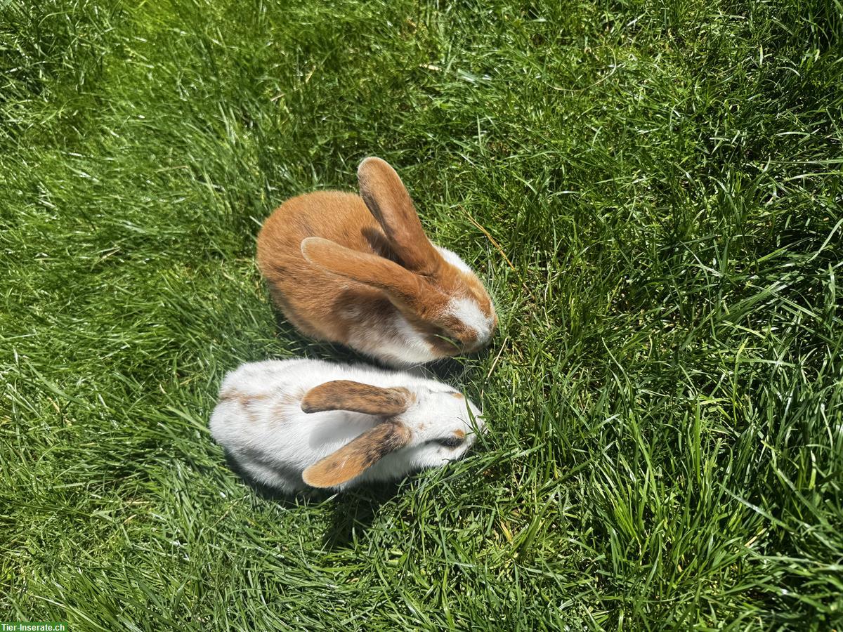 Bild 3: Junge süsse Kaninchen abzugeben