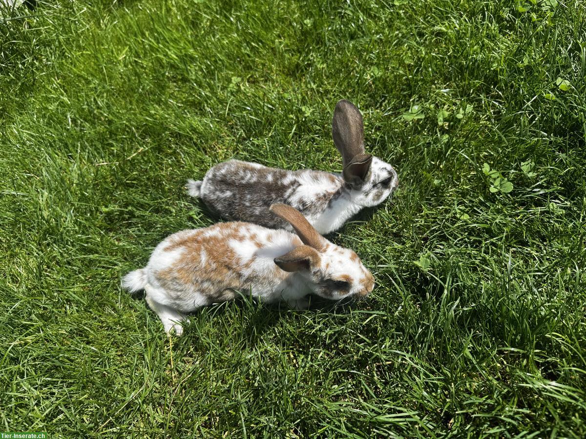 Bild 4: Junge süsse Kaninchen abzugeben