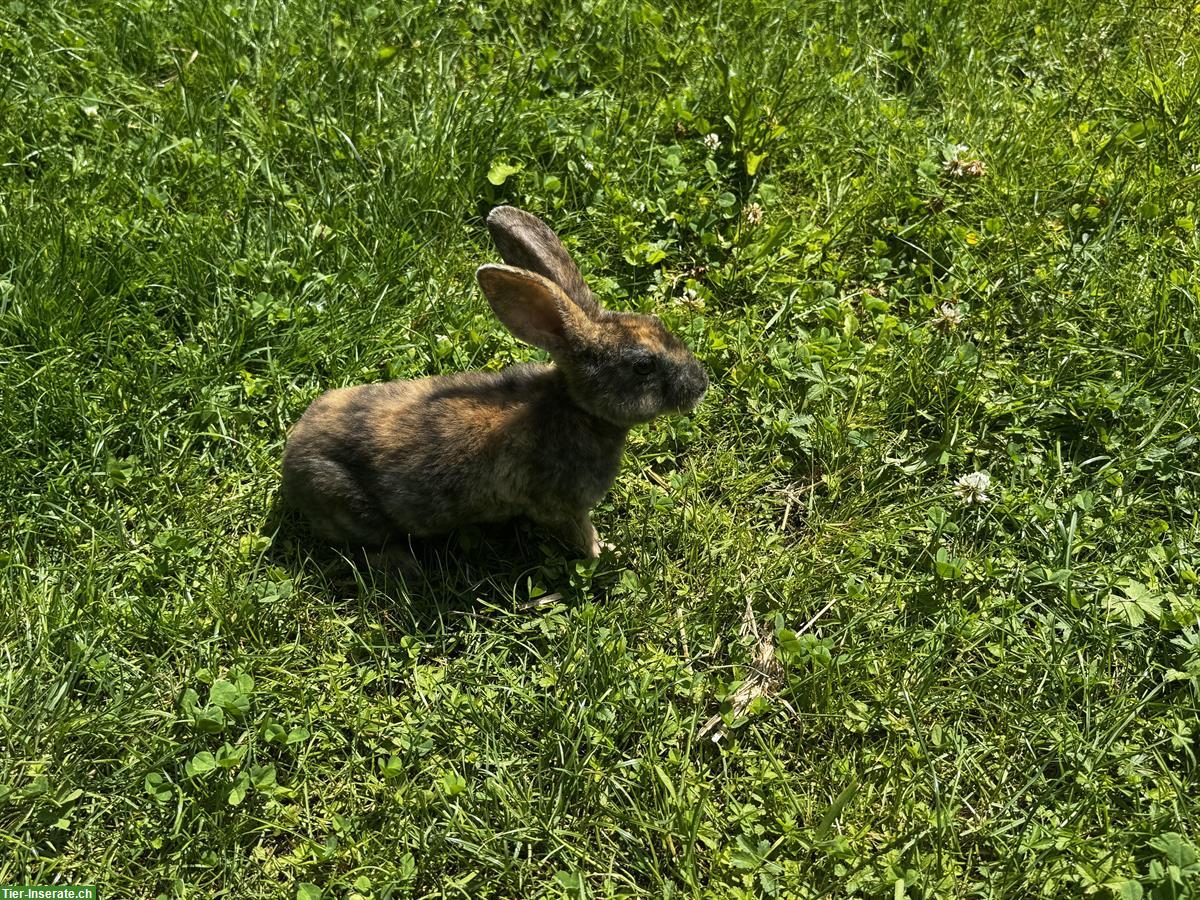 Bild 5: Junge süsse Kaninchen abzugeben