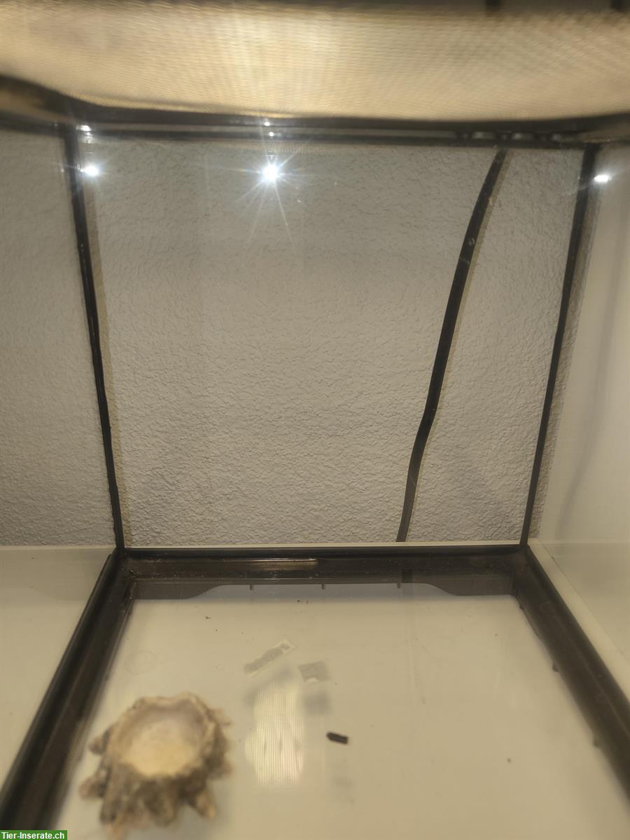 Bild 2: Exo Terrarien mit Beleuchtung