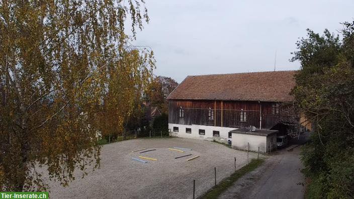 Bild 2: 2 Pferde Pensionsplätze frei in Bettwiesen TG