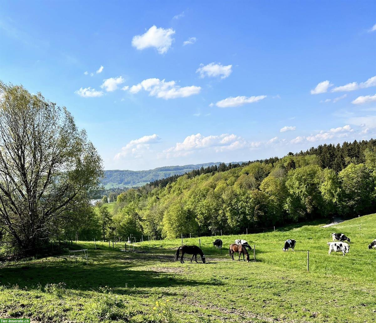 Bild 5: 2 Pferde Pensionsplätze frei in Bettwiesen TG