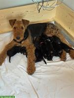 Airedale Terrier Welpen aus deutscher Leistungszucht VDH/ KfT