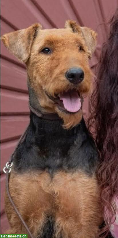 Bild 2: Airedale Terrier Welpen aus deutscher Leistungszucht VDH/ KfT