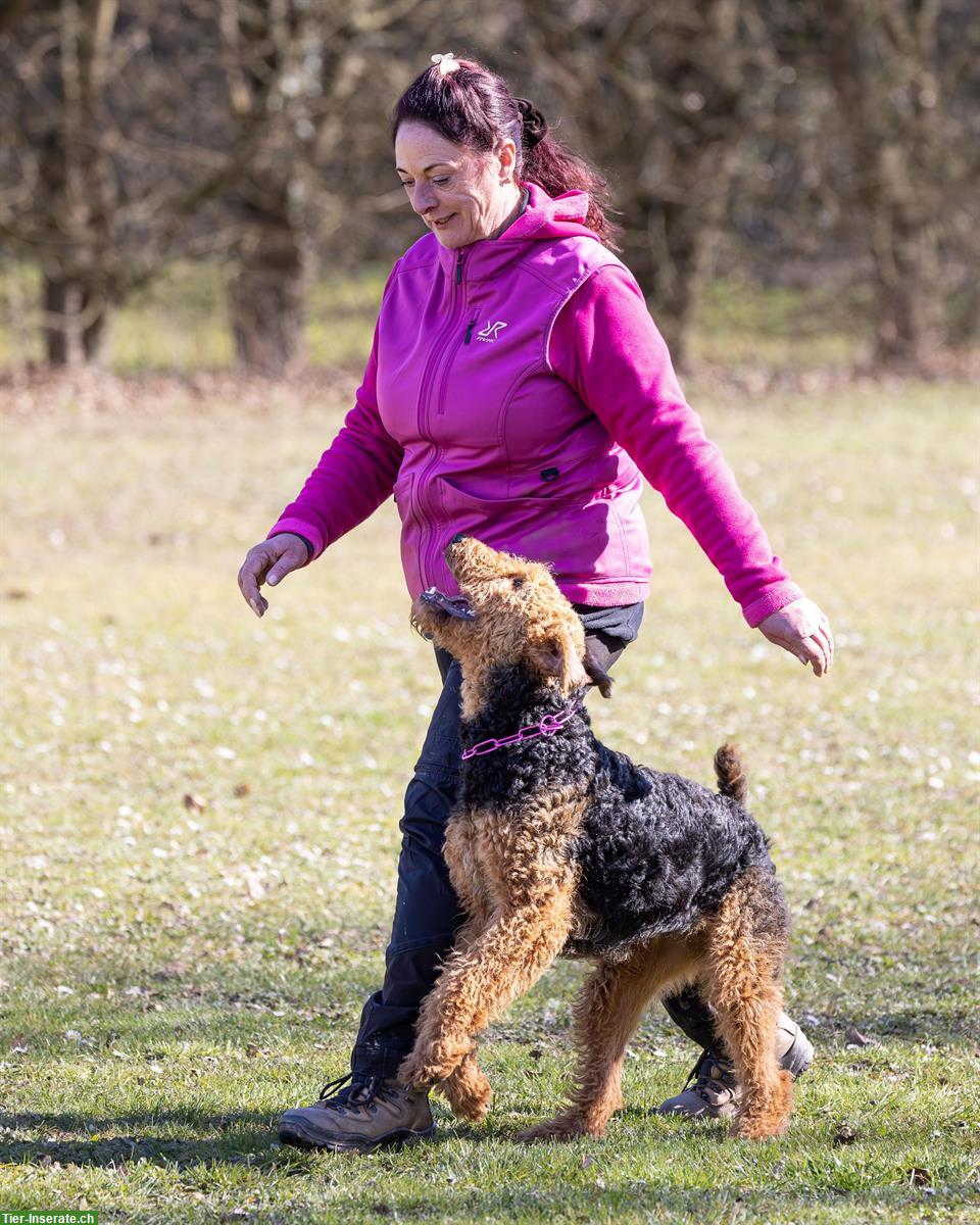 Bild 3: Airedale Terrier Welpen aus deutscher Leistungszucht VDH/ KfT