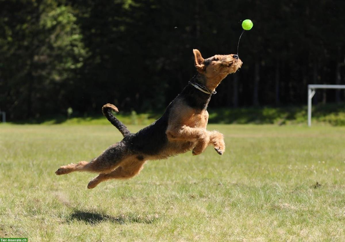 Bild 5: Airedale Terrier Welpen aus deutscher Leistungszucht VDH/ KfT