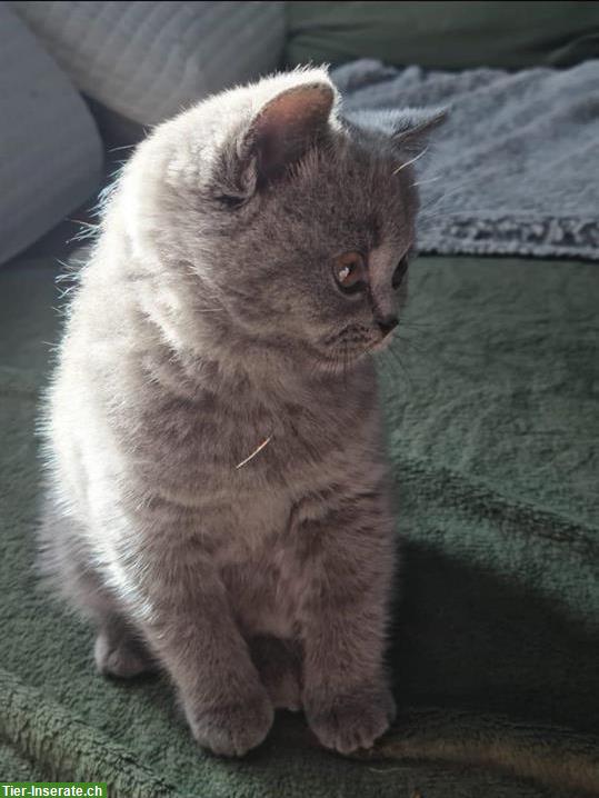 Reinrassiges BKH Kitten sucht neue Familie