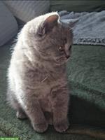 Reinrassiges BKH Kitten sucht neue Familie