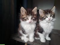 Maine Coon Mischlingsbüsis suchen ein Zuhause