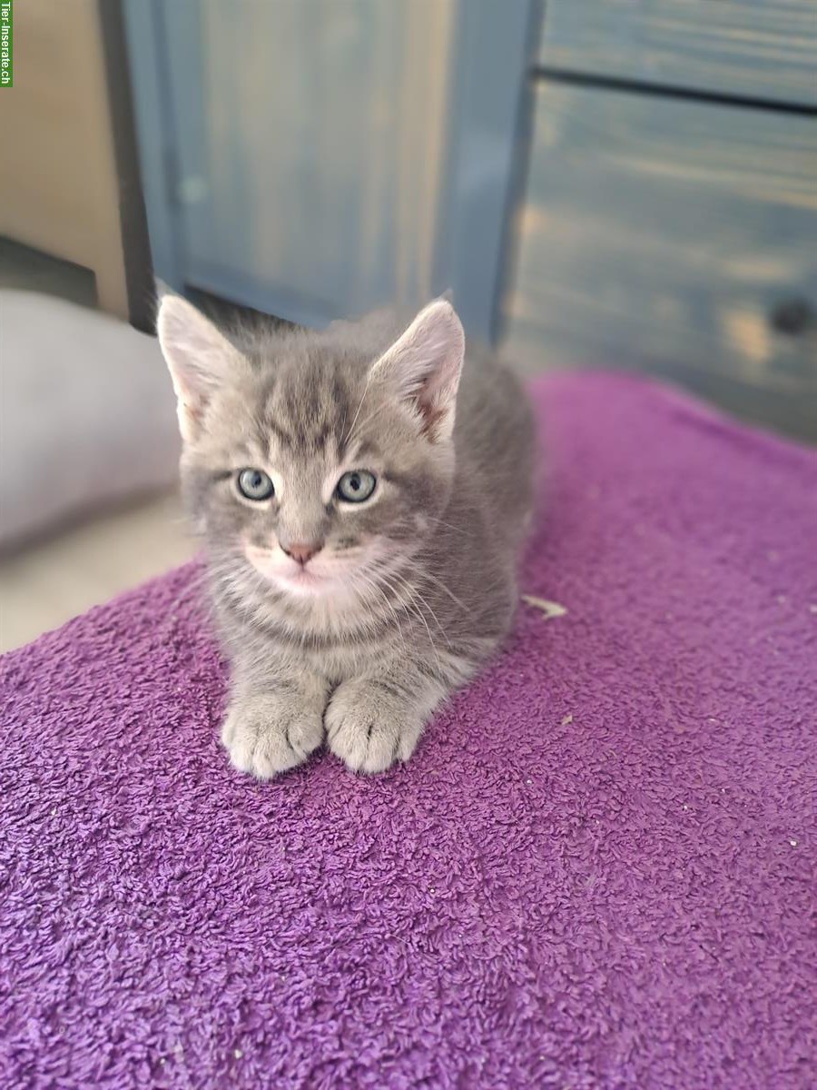 Bild 10: Maine Coon Mischlingsbüsis suchen ein Zuhause