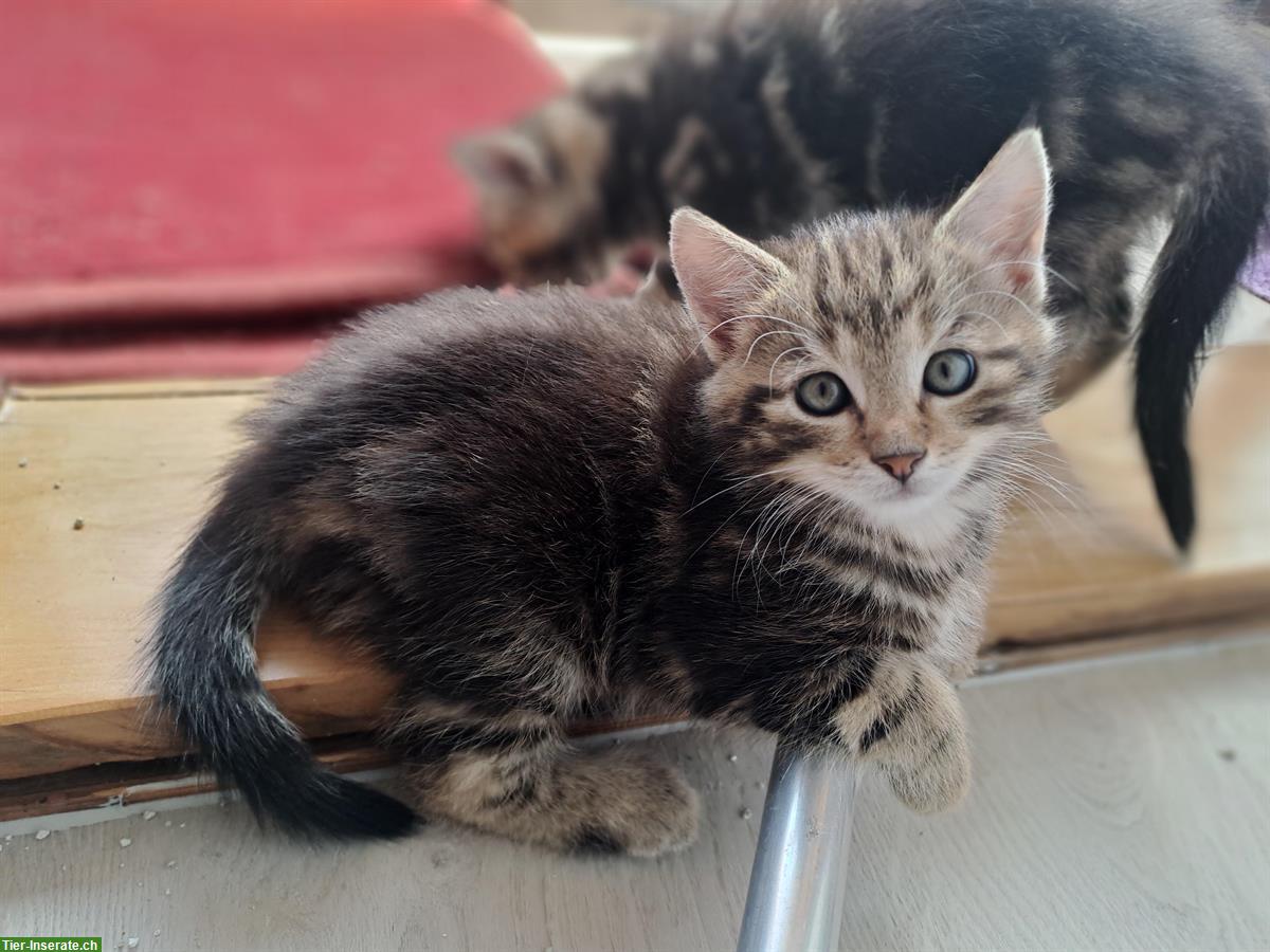 Bild 2: Maine Coon Mischlingsbüsis suchen ein Zuhause