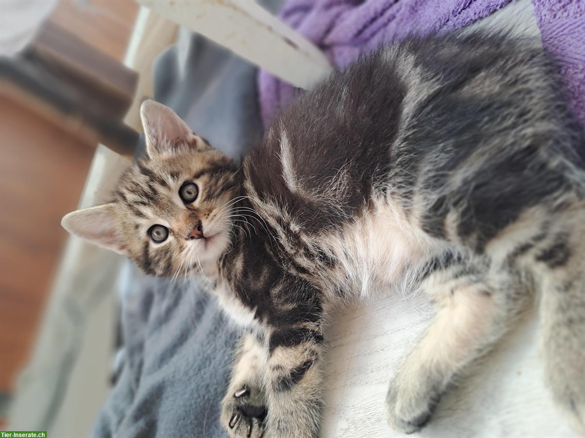 Bild 3: Maine Coon Mischlingsbüsis suchen ein Zuhause