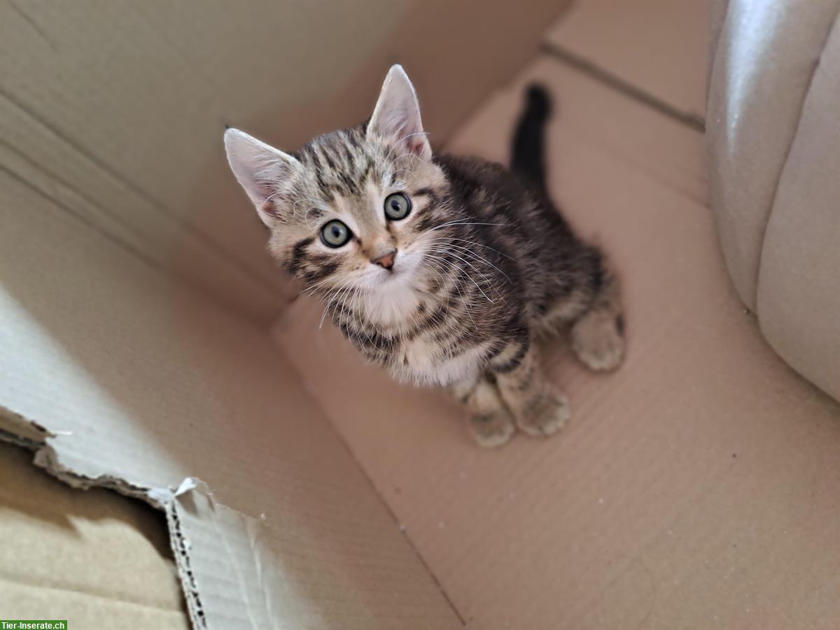 Bild 4: Maine Coon Mischlingsbüsis suchen ein Zuhause