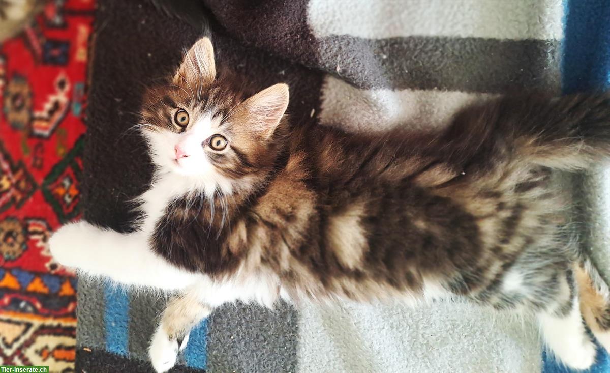 Bild 6: Maine Coon Mischlingsbüsis suchen ein Zuhause