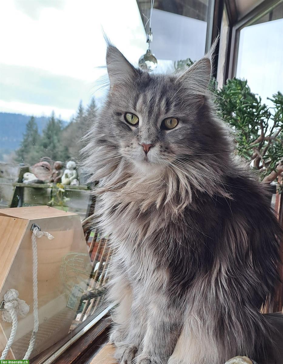 Bild 7: Maine Coon Mischlingsbüsis suchen ein Zuhause