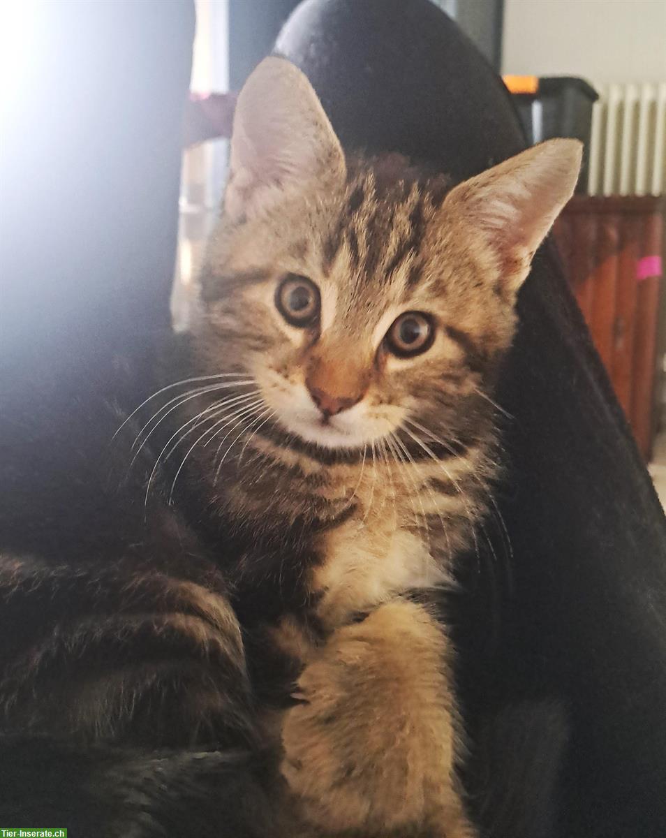 Bild 8: Maine Coon Mischlingsbüsis suchen ein Zuhause