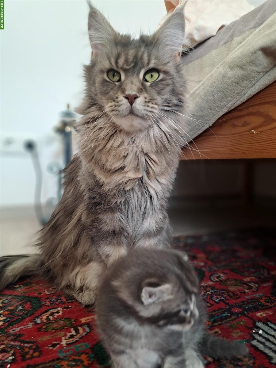 Bild 9: Maine Coon Mischlingsbüsis suchen ein Zuhause