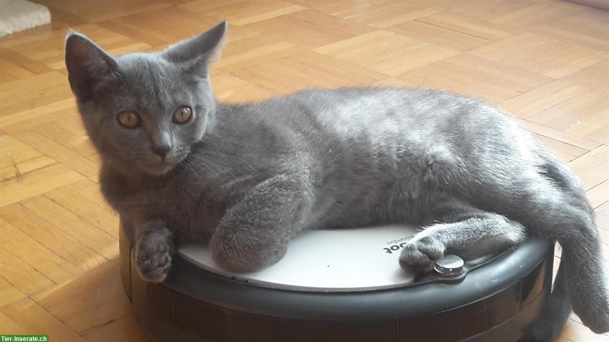 Kartäuser Kätzchen mit Stammbaum - lieb & verschmust