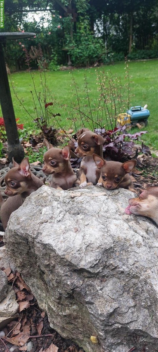Chihuahua Welpen, männlich und weiblich