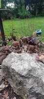 Chihuahua Welpen, männlich und weiblich
