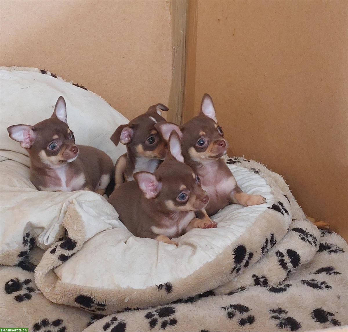 Bild 2: Chihuahua Welpen, männlich und weiblich