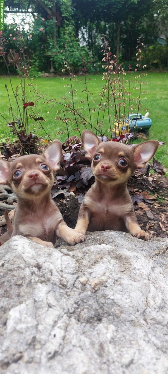 Bild 3: Chihuahua Welpen, männlich und weiblich
