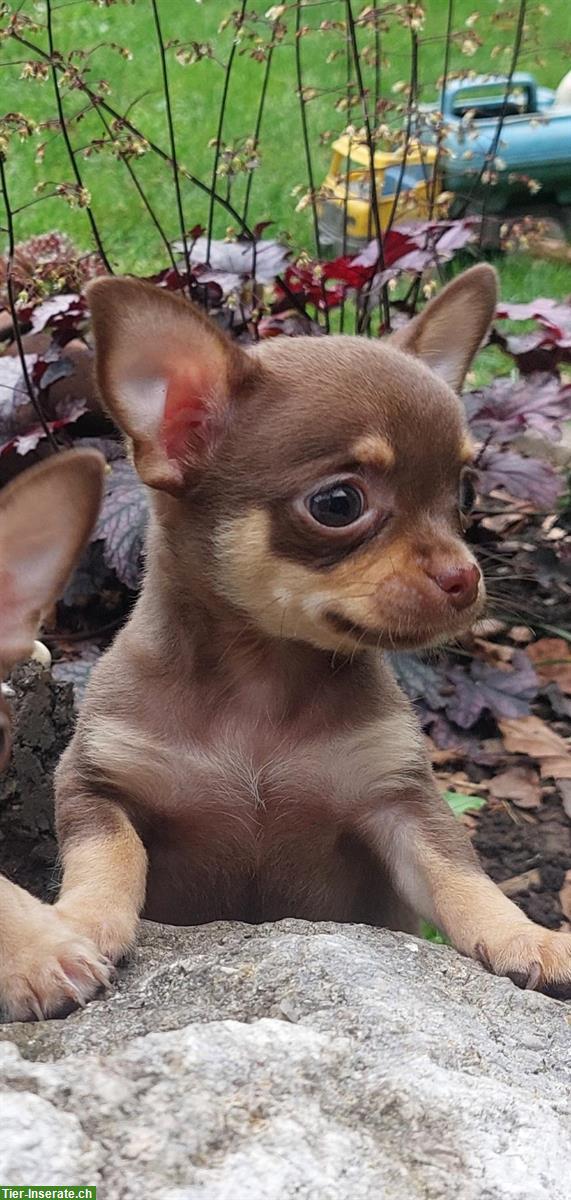 Bild 4: Chihuahua Welpen, männlich und weiblich