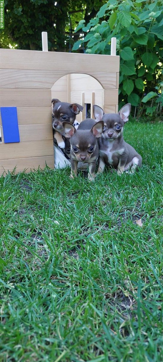 Bild 5: Chihuahua Welpen, männlich und weiblich