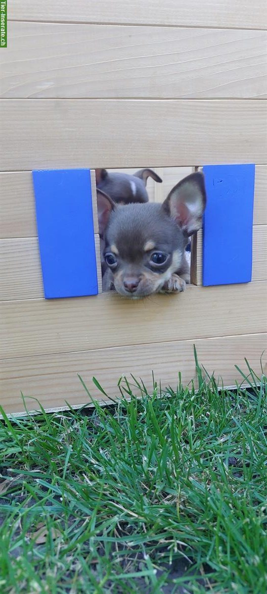 Bild 6: Chihuahua Welpen, männlich und weiblich