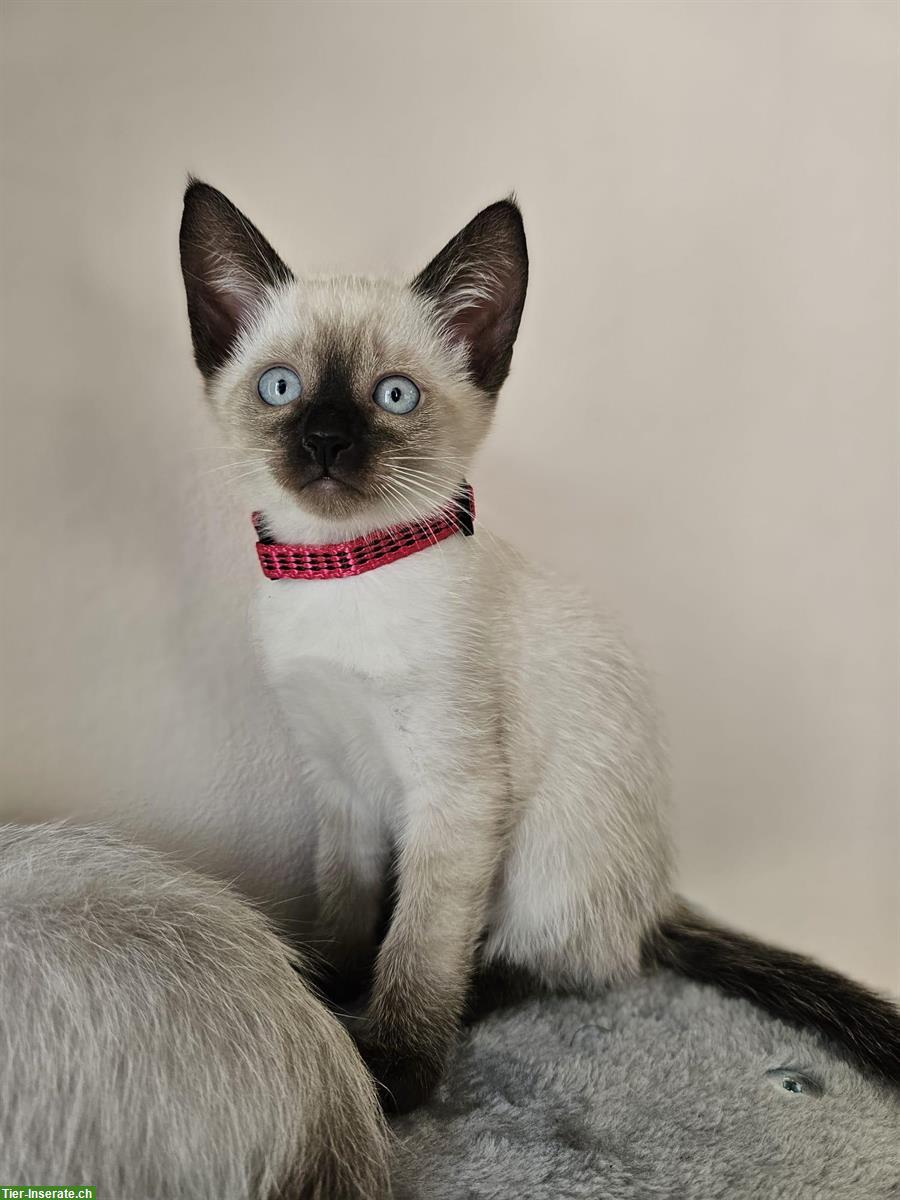 Wunderschöne Siam Kitten suchen liebes Zuhause