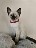 Wunderschöne Siam Kitten suchen liebes Zuhause