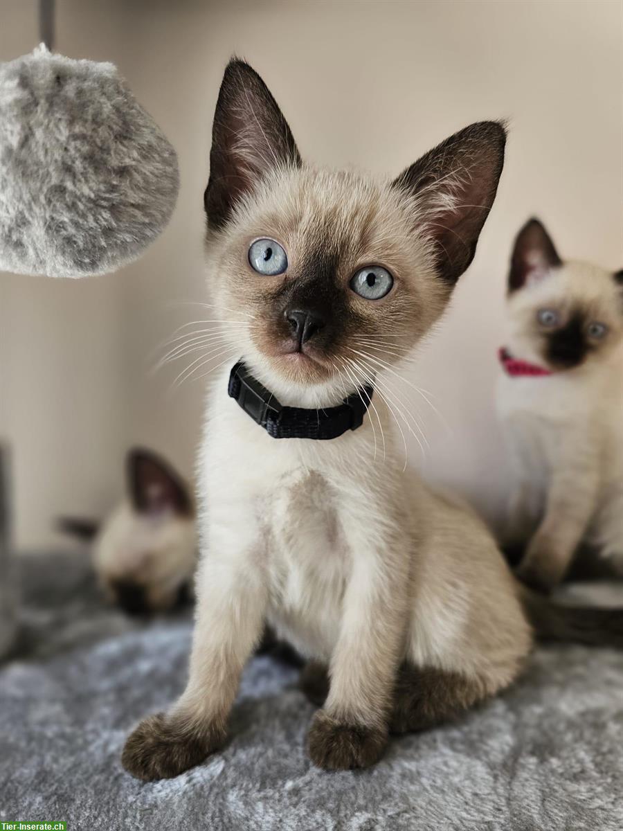 Bild 2: Wunderschöne Siam Kitten suchen liebes Zuhause